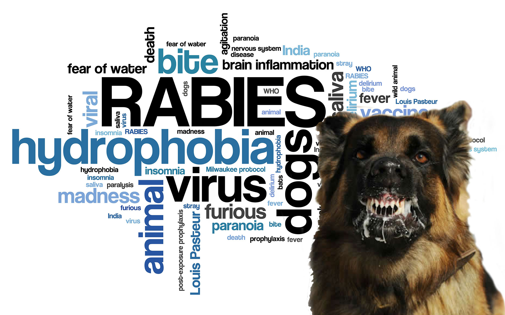 Rabies Fact Sheet - NCN Family and Community Wellness Centre
